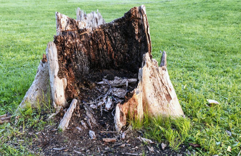 Norwalk Tree Service Pros - Stump Removal 1